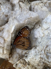 Danaus eresimus montezuma