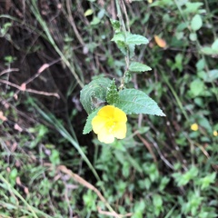 Pavonia sepium