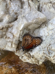 Danaus eresimus montezuma