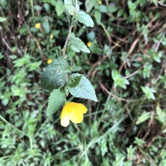 Pavonia sepium