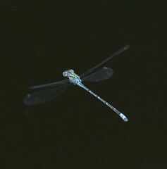 Pseudagrion decorum
