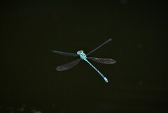 Pseudagrion decorum