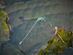 Pseudagrion decorum