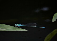 Pseudagrion decorum