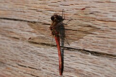 Sympetrum striolatum