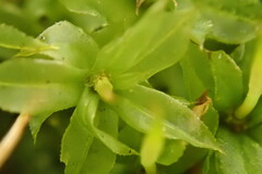 Plagiomnium cuspidatum