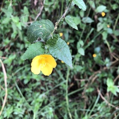 Pavonia sepium