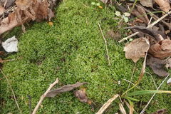 Plagiomnium cuspidatum