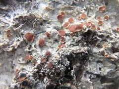 Loxospora ochrophaea image