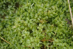 Plagiomnium cuspidatum