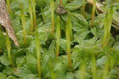 Plagiomnium cuspidatum