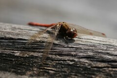 Sympetrum striolatum