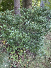 Ilex crenata