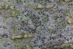 Pseudoschismatomma rufescens