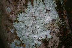 Punctelia subrudecta