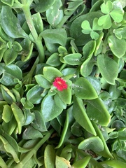 Mesembryanthemum cordifolium