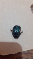 Coprophanaeus saphirinus