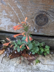 Epilobium canum