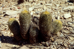 Coryphantha erecta