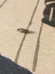 Dermestidae