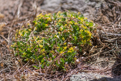 Cymopterus humilis