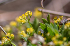 Cymopterus humilis