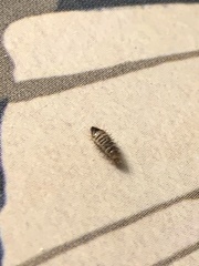 Dermestidae