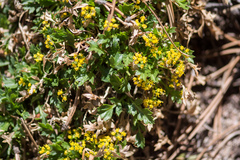 Cymopterus humilis