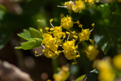 Cymopterus humilis