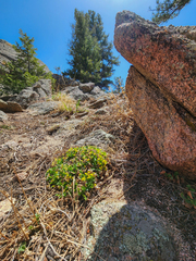 Cymopterus humilis