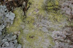 Lecanora barkmaniana