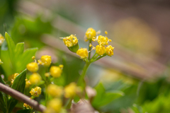 Cymopterus humilis