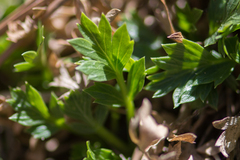 Cymopterus humilis