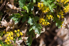 Cymopterus humilis