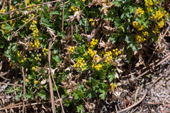 Cymopterus humilis