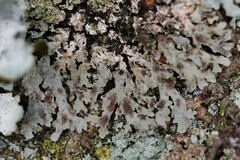 Lichenochora weillii