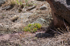 Cymopterus humilis