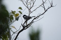 Parus minor commixtus