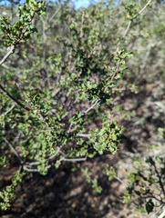 Quercus dumosa