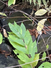 Euonymus occidentalis