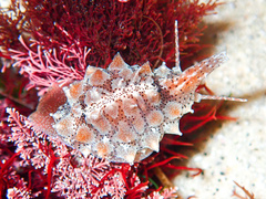 Pusula solandri