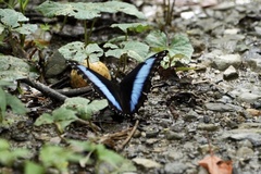 Morpho