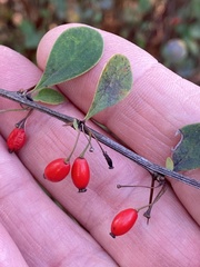 Berberis thunbergii