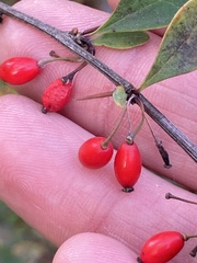 Berberis thunbergii