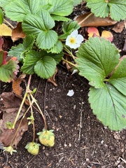 Fragaria