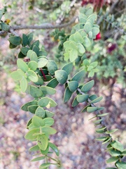 Melaleuca elliptica