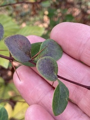 Berberis thunbergii