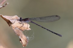Argia funebris
