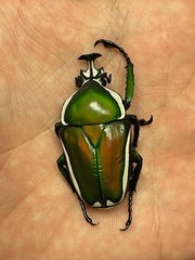 Dicronorhina derbyana derbyana
