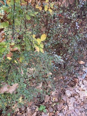 Berberis thunbergii